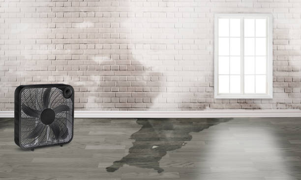 Best Flooded house restoration  in New Middletown, OH