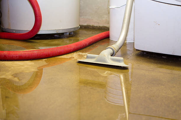 Best Mold removal after water damage  in New Middletown, OH